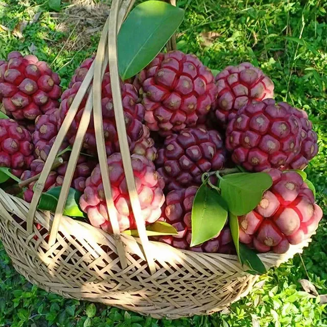 🌿 Semena černého tygra – jednoduché pěstování doma 🌱 Prodáno již více než 10 000 balení semen🏆🏆🏆