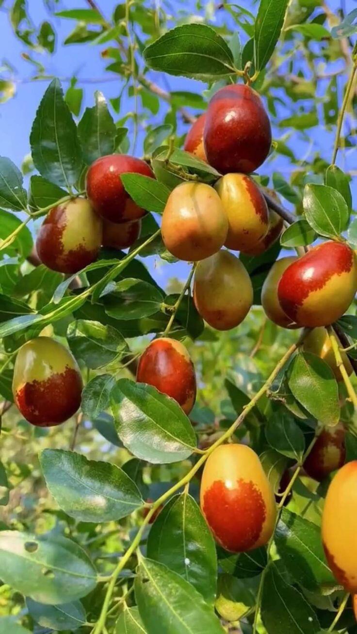 Семена от хинап - отглеждайте ги лесно у дома 🌱 Над 10 000 продадени пакетчета семена 🏆🏆🏆