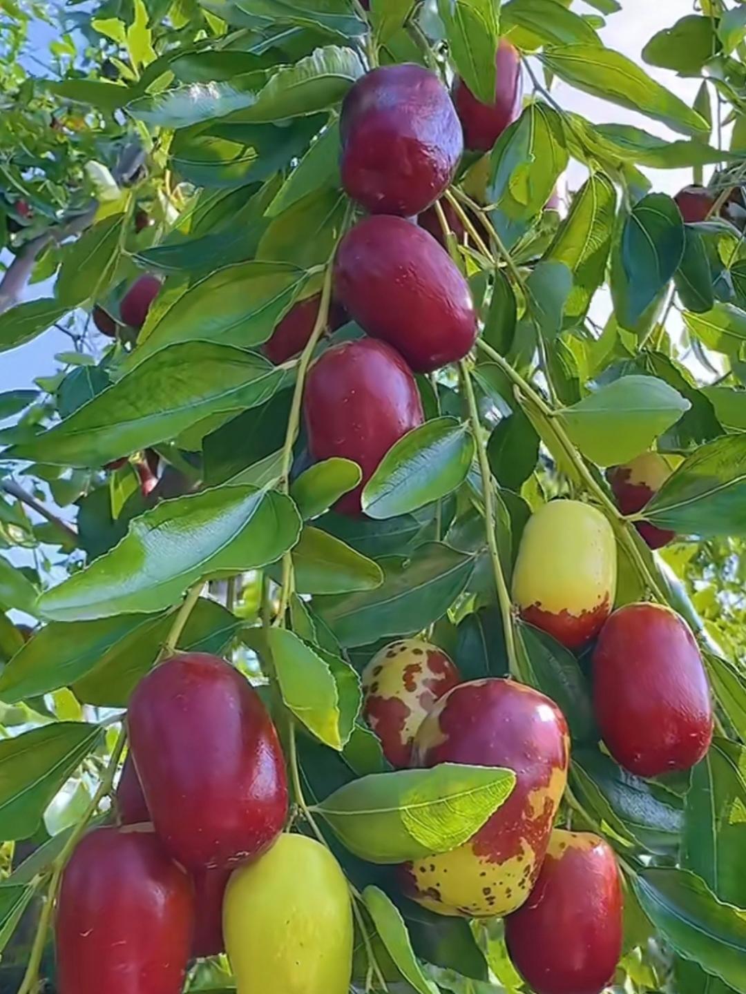 Семена от хинап - отглеждайте ги лесно у дома 🌱 Над 10 000 продадени пакетчета семена 🏆🏆🏆