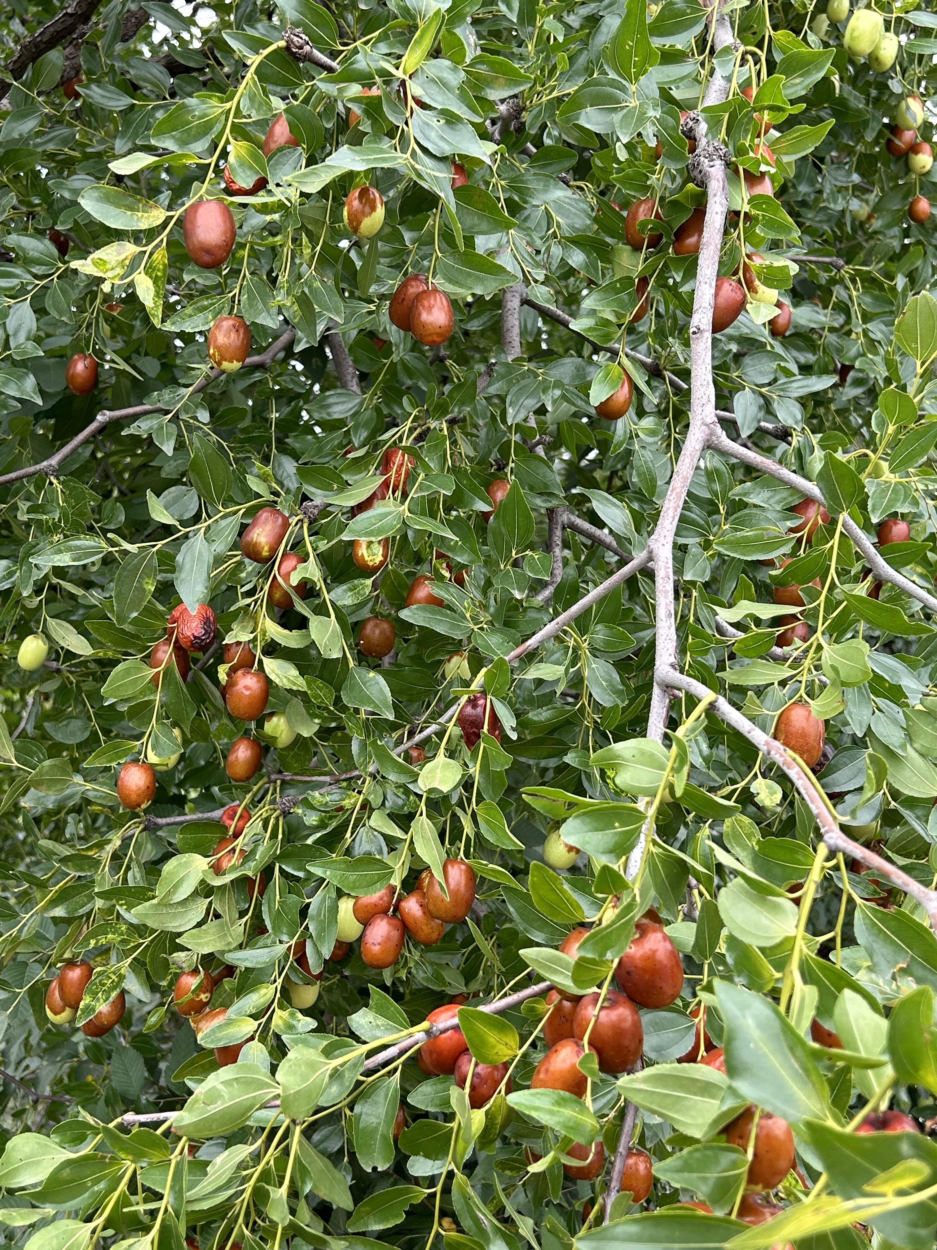 Семена от хинап - отглеждайте ги лесно у дома 🌱 Над 10 000 продадени пакетчета семена 🏆🏆🏆