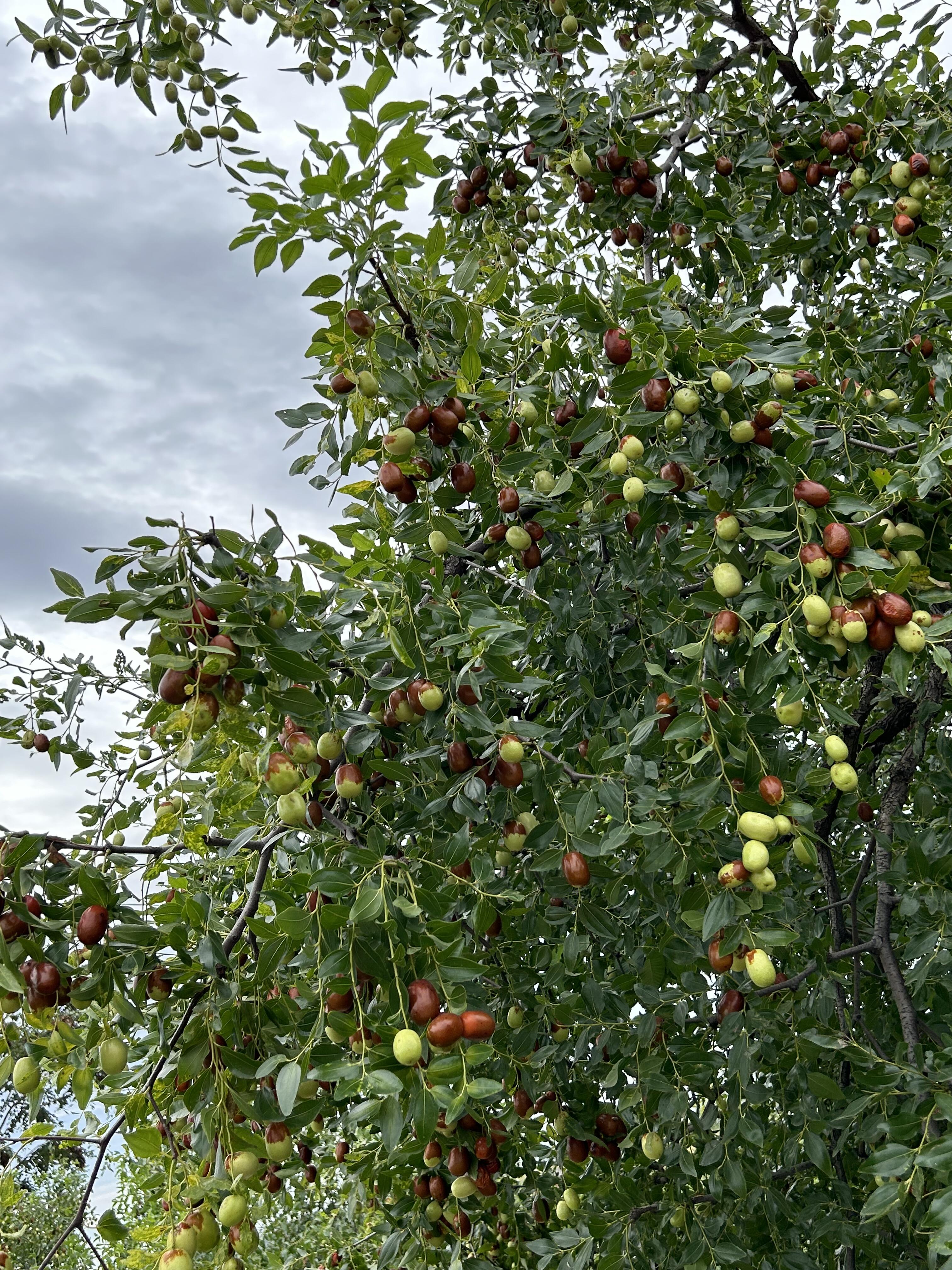 Семена от хинап - отглеждайте ги лесно у дома 🌱 Над 10 000 продадени пакетчета семена 🏆🏆🏆