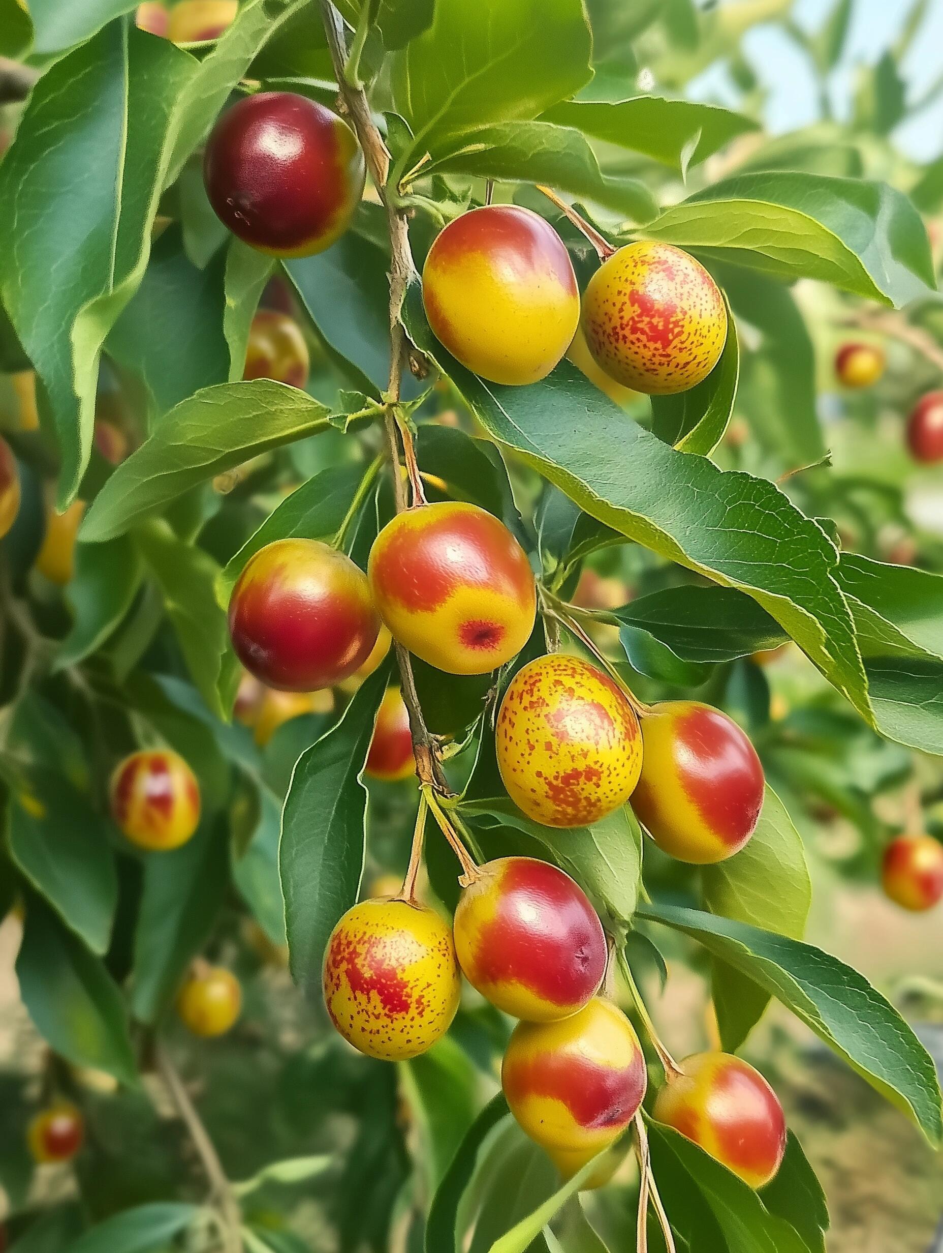 Семена от хинап - отглеждайте ги лесно у дома 🌱 Над 10 000 продадени пакетчета семена 🏆🏆🏆