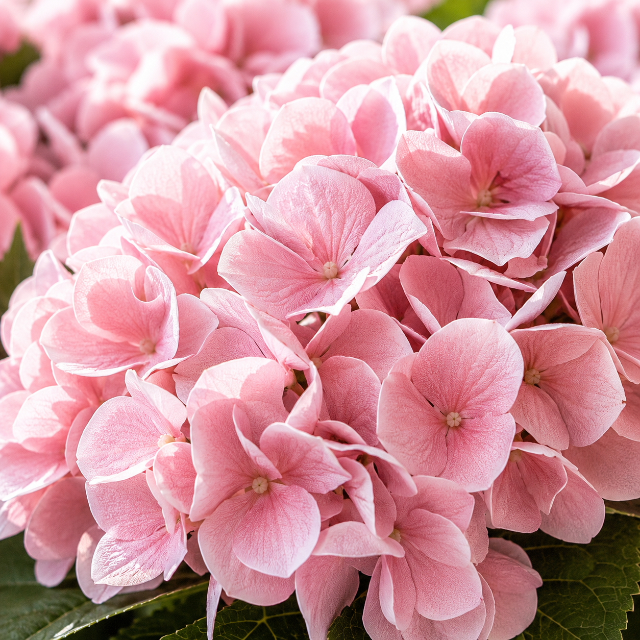 Close-up of layered artificial hydrangea petals showing realistic texture and full bloom shape