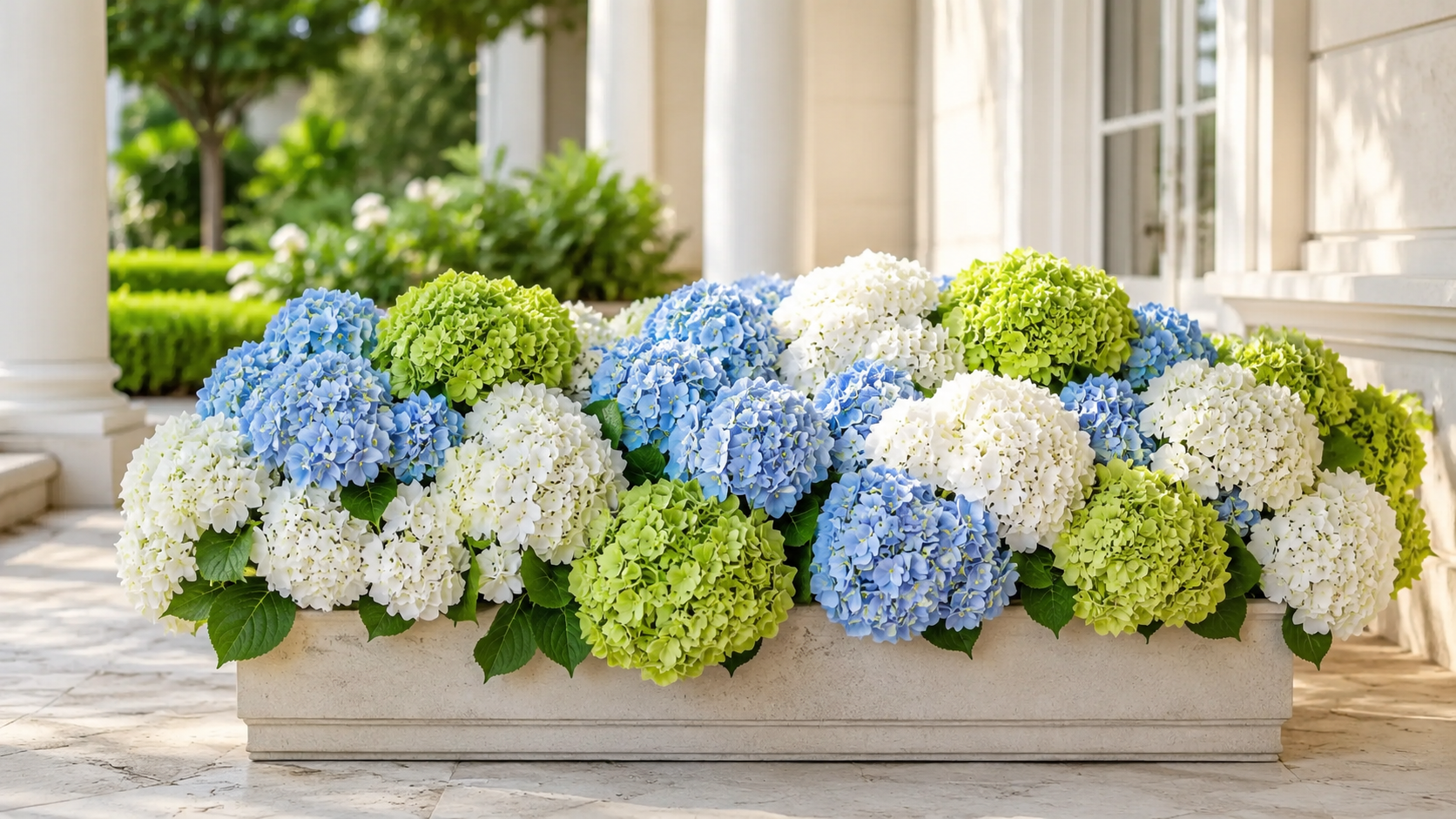 UV-resistant hydrangea petals holding vibrant color under direct sunlight