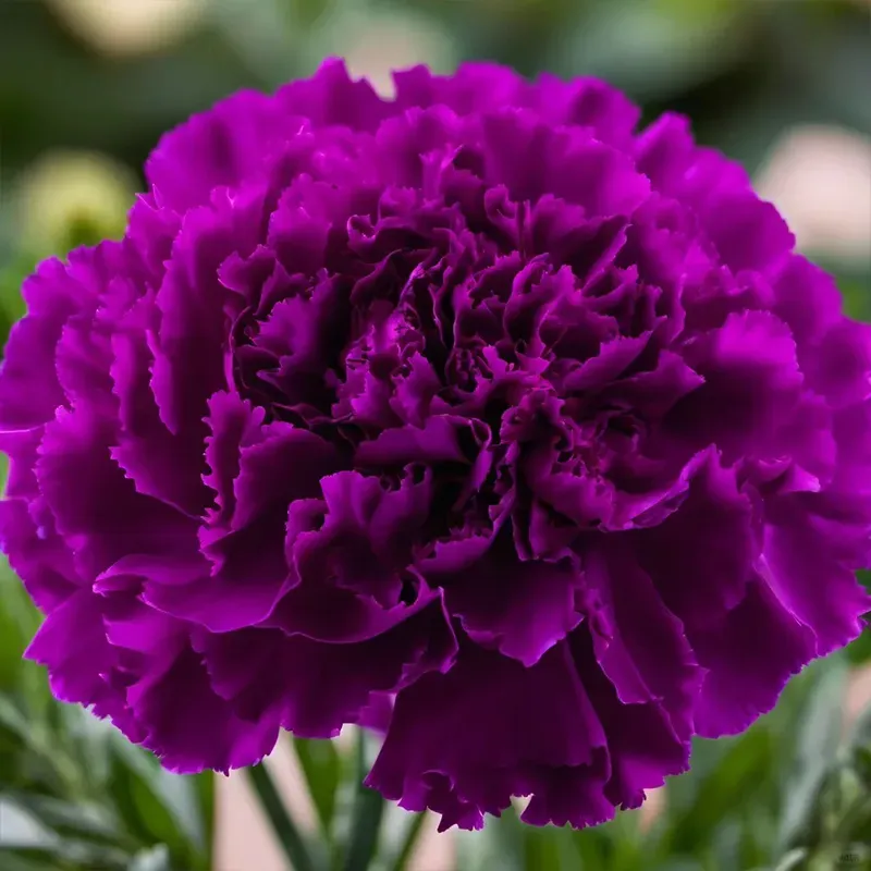 🔥Kiváló minőségű szegfűmagok 🌸, könnyen termeszthetők 🌱, létrehozhatsz egy gyönyörű kertet 🌷!