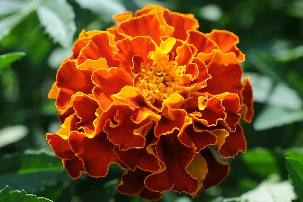 🌼Kvety nechtíka lekárskeho – žiarivé, odolné a ľahko pestovateľné po celý rok🌼