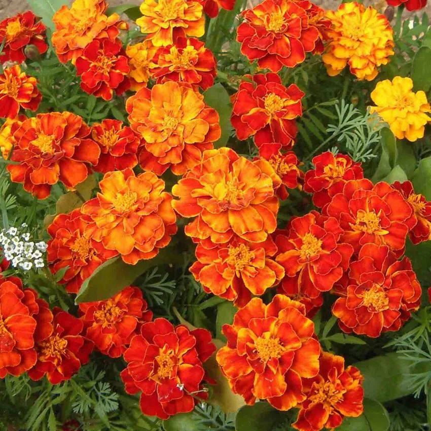 🌼Kvety nechtíka lekárskeho – žiarivé, odolné a ľahko pestovateľné po celý rok🌼