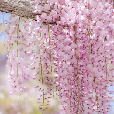  💜🌸 Vistéria, ktorá rozkvitne ako fialový vodopád ✨💜