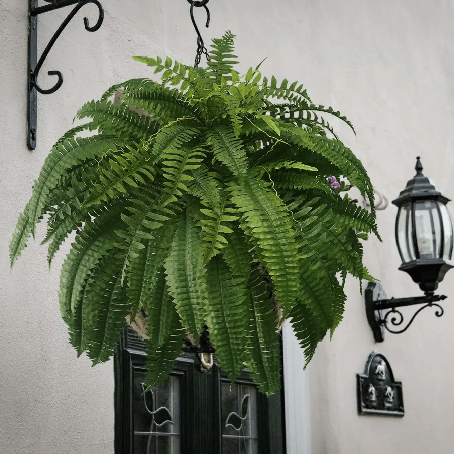 🌱 UV-Resistant Lifelike Artificial Boston Fern🔥 