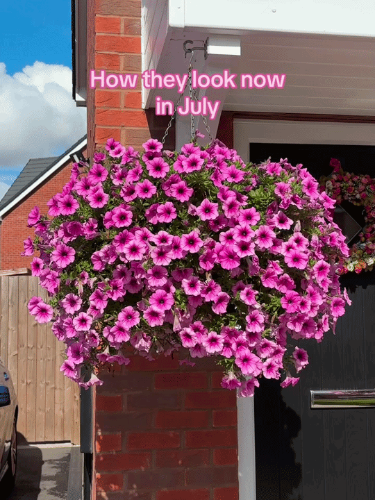 UV Resistant Artificial Petunias Flowers hanging basket display in July