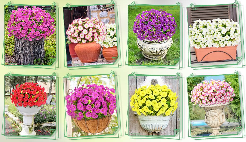 Artificial Petunias Flowers multiple planter colors display