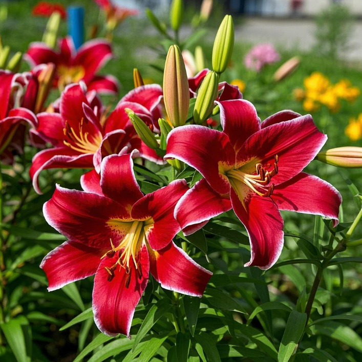 🌺Lily Bulbs—Fresh and Sweet