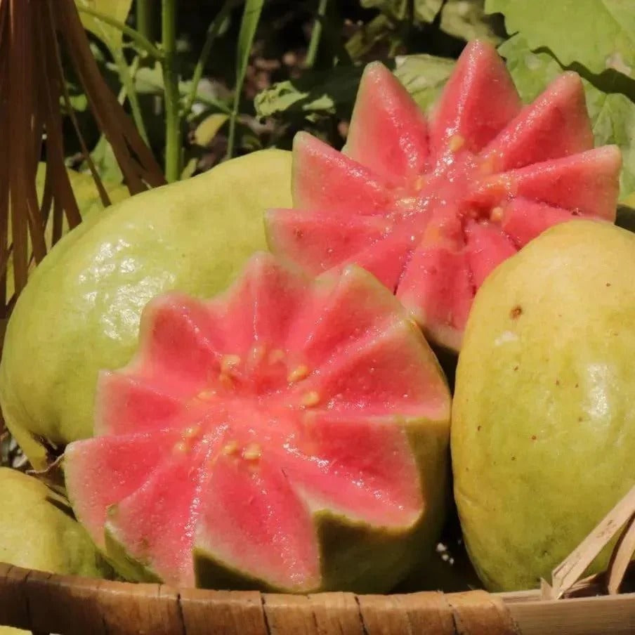 🍈Tropical Guava Growing Kit for Pots & Gardens