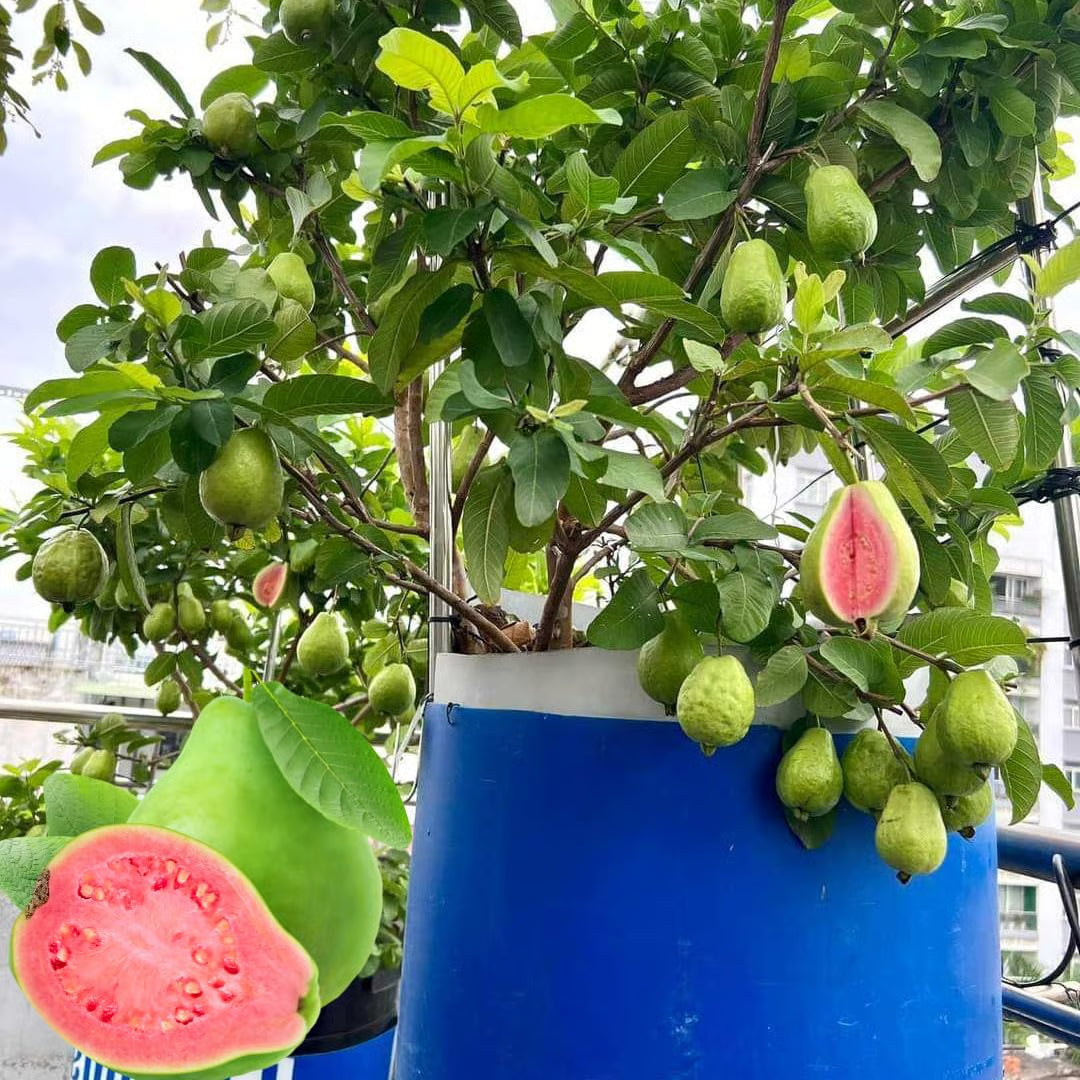 🍈Tropical Guava Growing Kit for Pots & Gardens