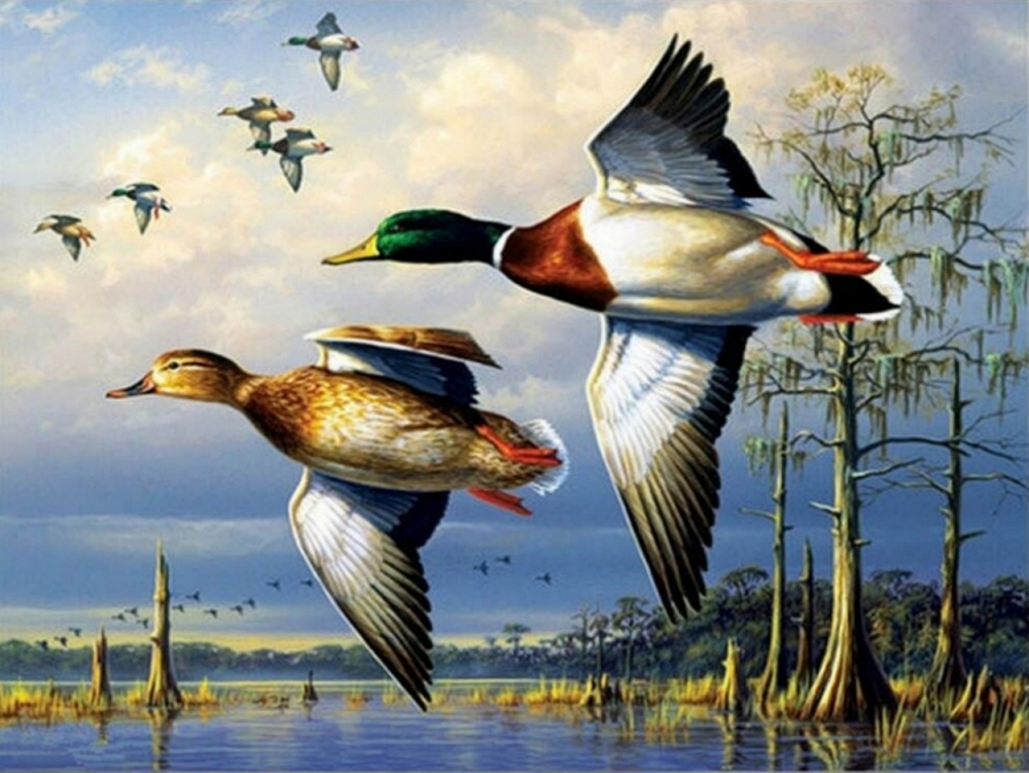Ducks | Paint By Numbers