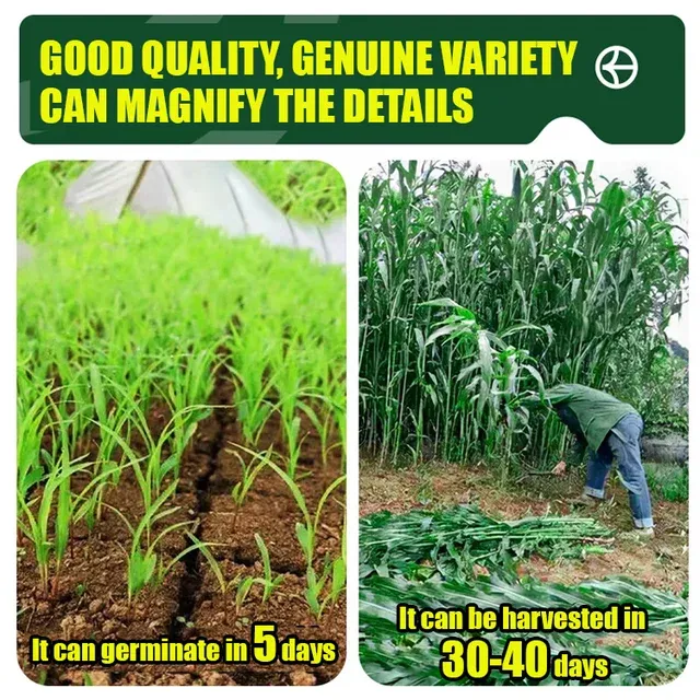 🌿Hybrid Sorghum-Sudan Grass King✅High-Yielding Forage Seed