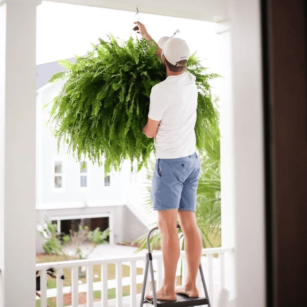 【Official USA Store】🔥Last Day 80% OFF - UV Resistant Lifelike Artificial Boston Fern