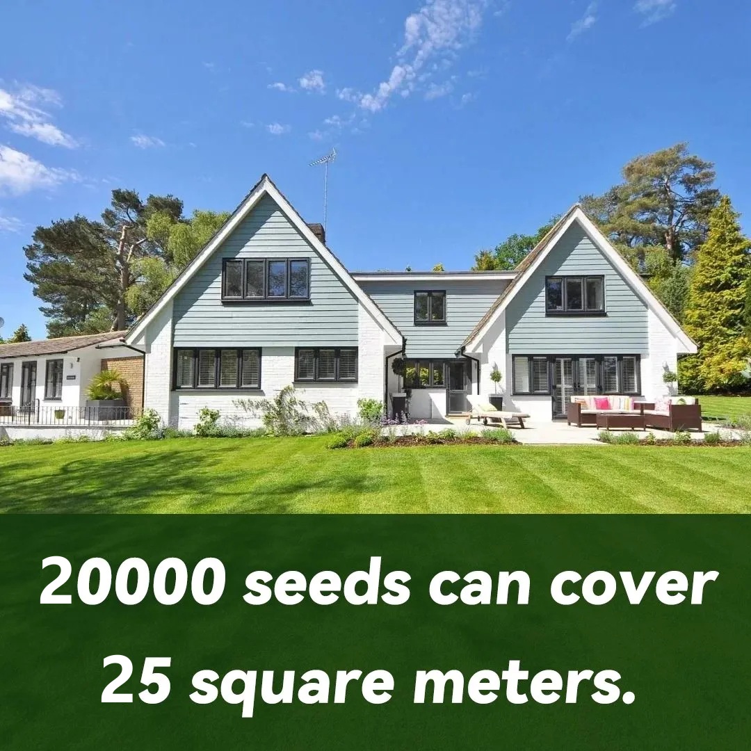 🌱Spring Sale -  Evergreen dwarf grass seed for four seasons