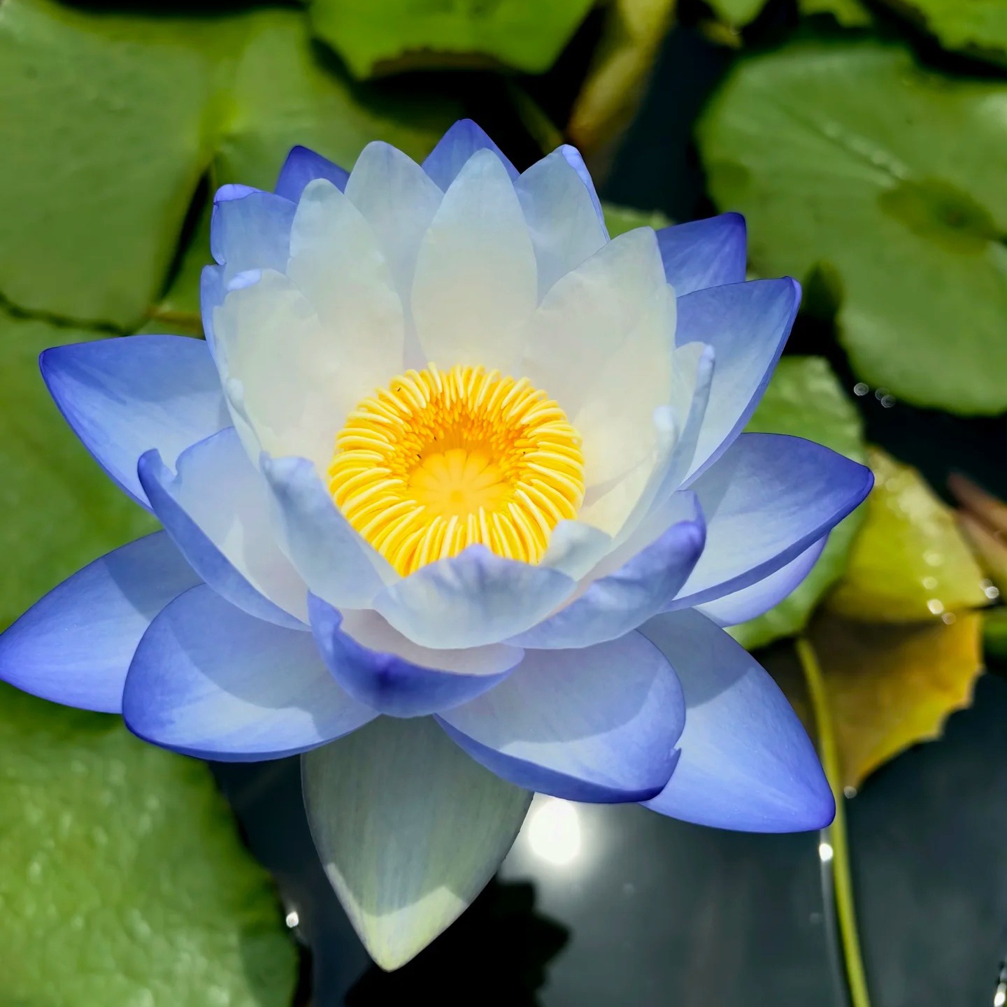 🌸【7 days germination】Last Day 50% OFF💐The Sacred Bonsai Bowl Lotus Flower