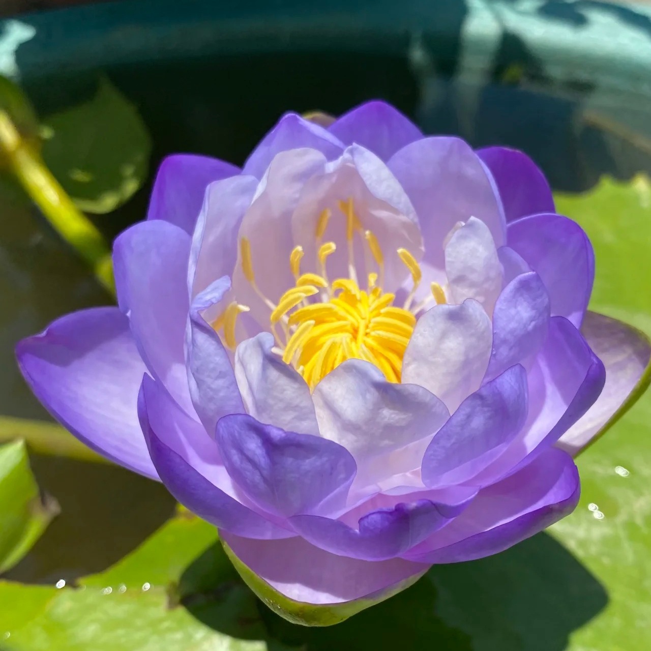 🌸【7 days germination】Last Day 50% OFF💐The Sacred Bonsai Bowl Lotus Flower