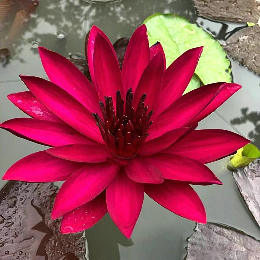 🌸【7 days germination】Last Day 50% OFF💐The Sacred Bonsai Bowl Lotus Flower