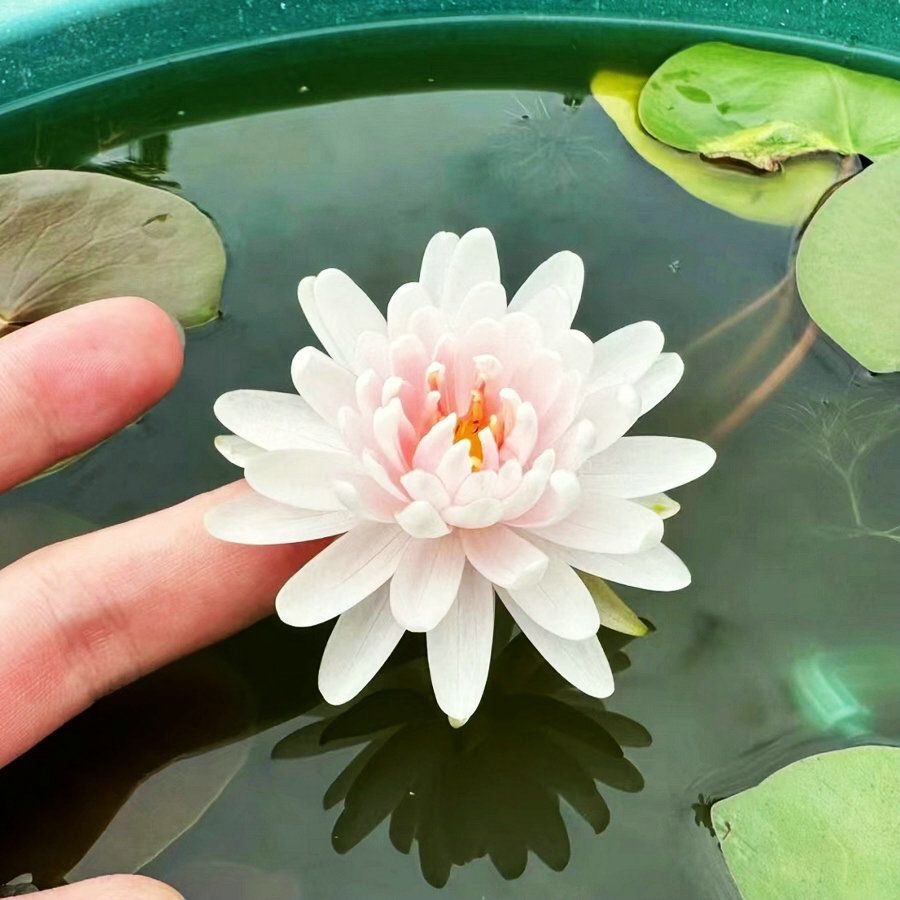 🌸【7 days germination】Last Day 50% OFF💐The Sacred Bonsai Bowl Lotus Flower