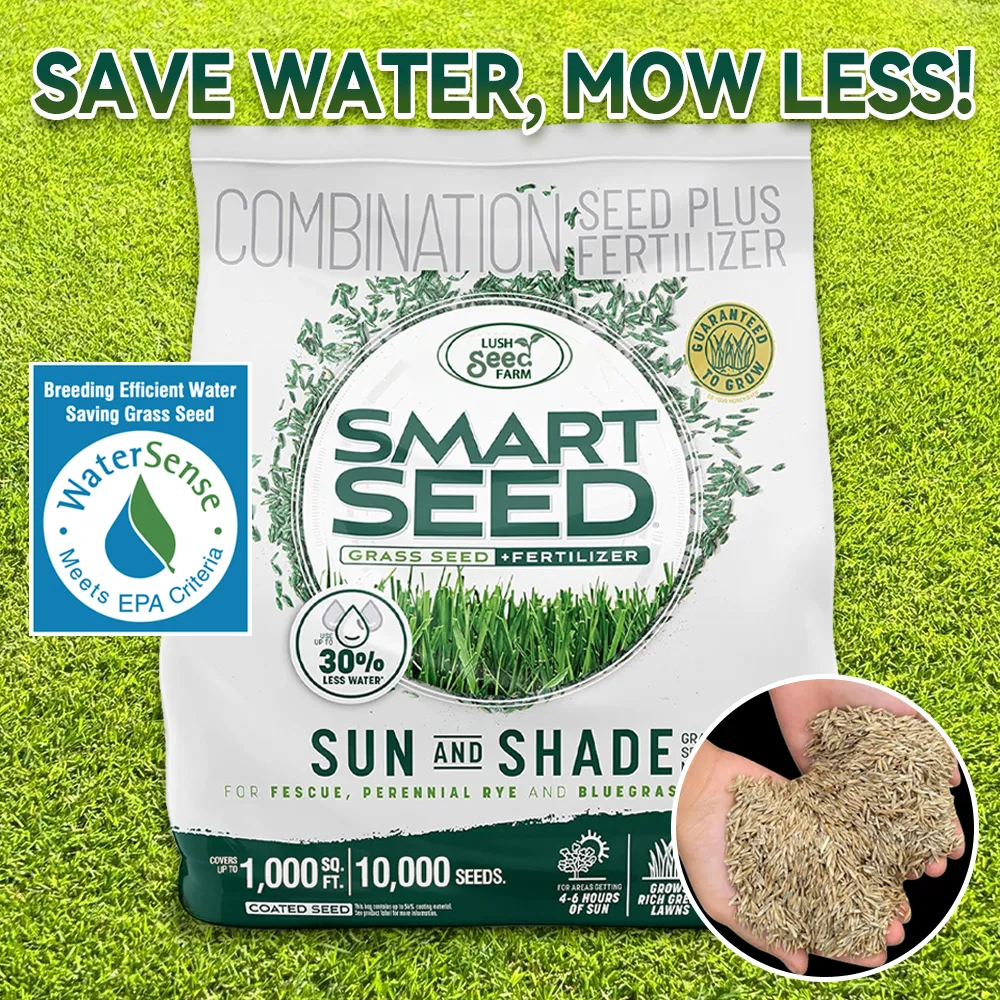 🌿Last Day 50% OFF - Evergreen Dwarf Grass Seeds for Four Seasons | 💧30% LESS WATER