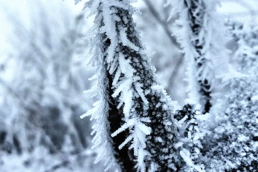 Rime ice crystals formed on an exposed surface in freezing weather