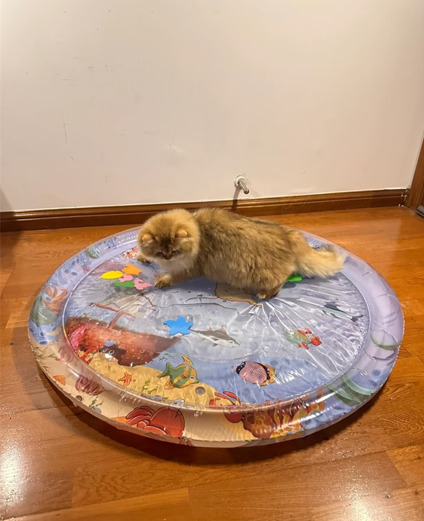 ❄️❄️❄️Cooling Pet Water Bed – Keep Your Dog & Cat Comfortable All Summer🐾💧🐕