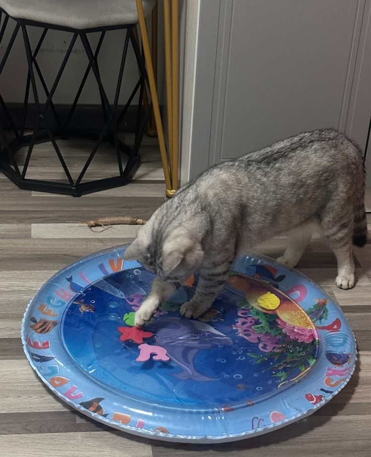 ❄️❄️❄️Cooling Pet Water Bed – Keep Your Dog & Cat Comfortable All Summer🐾💧🐕