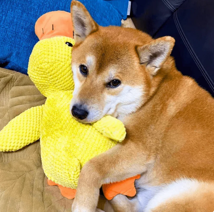 ✨✨✨Dog toys to keep them entertained: Sounding plush, chewable, durable rubber duck for puppies to sleep with.😊