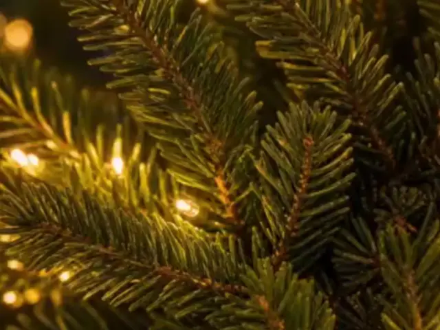 🎄🎁 Glowing Evergreen Pine Branches with Warm Lights – 5/10 Branches for Christmas Decor ✨✨
