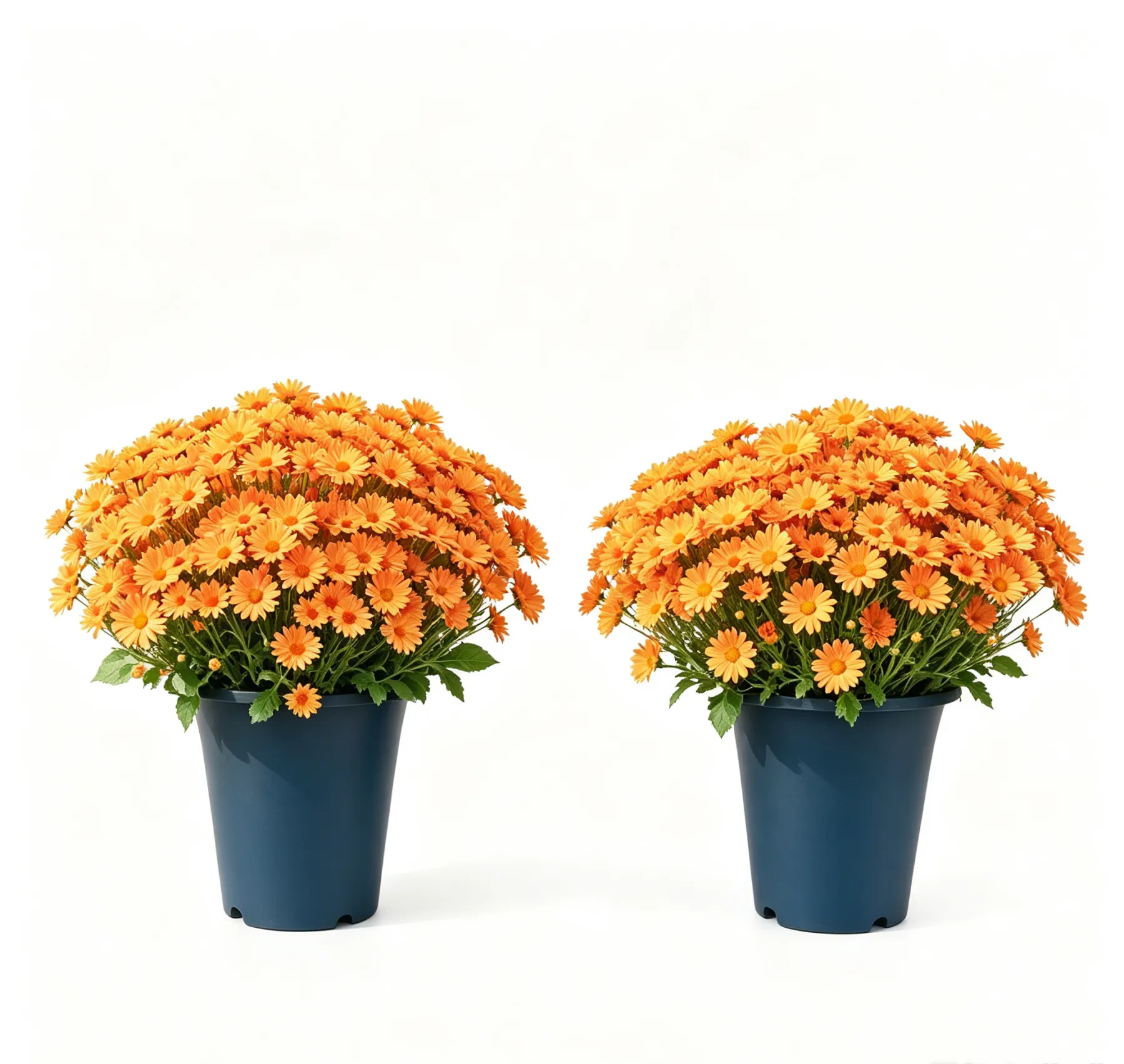 💥Last Day 70% OFF🌼Welcome autumn- Artificial Outdoor Sunset Mums Flowers - UV resistant, Waterproof, Windproof