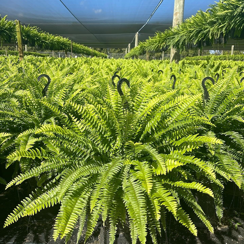 💥UN ACHETÉ, UN OFFERT (2 PIÈCES)🔥Fougères artificielles UV extra grandes de 48 pouces pour l'extérieur – Sans arrosage, sans décoloration