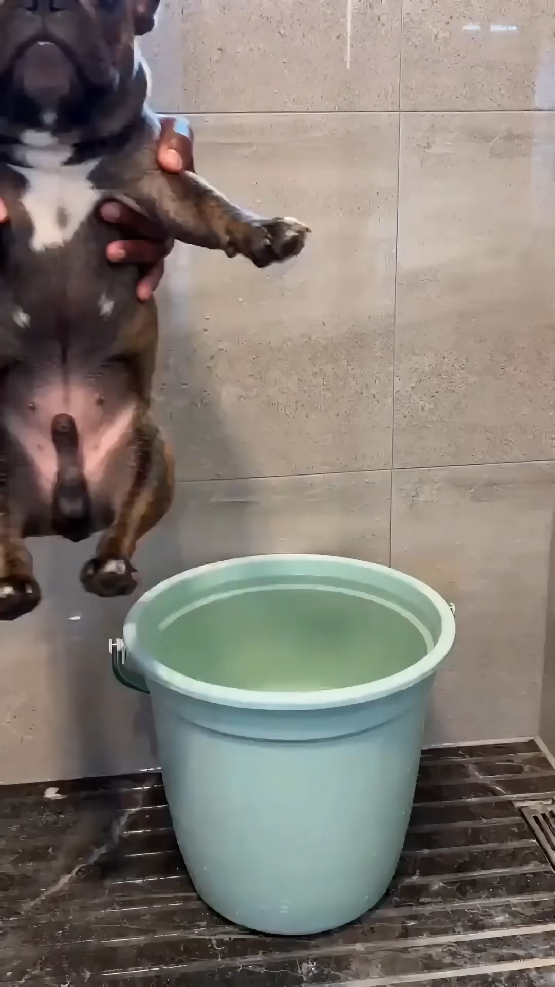 Pet Bath Brush