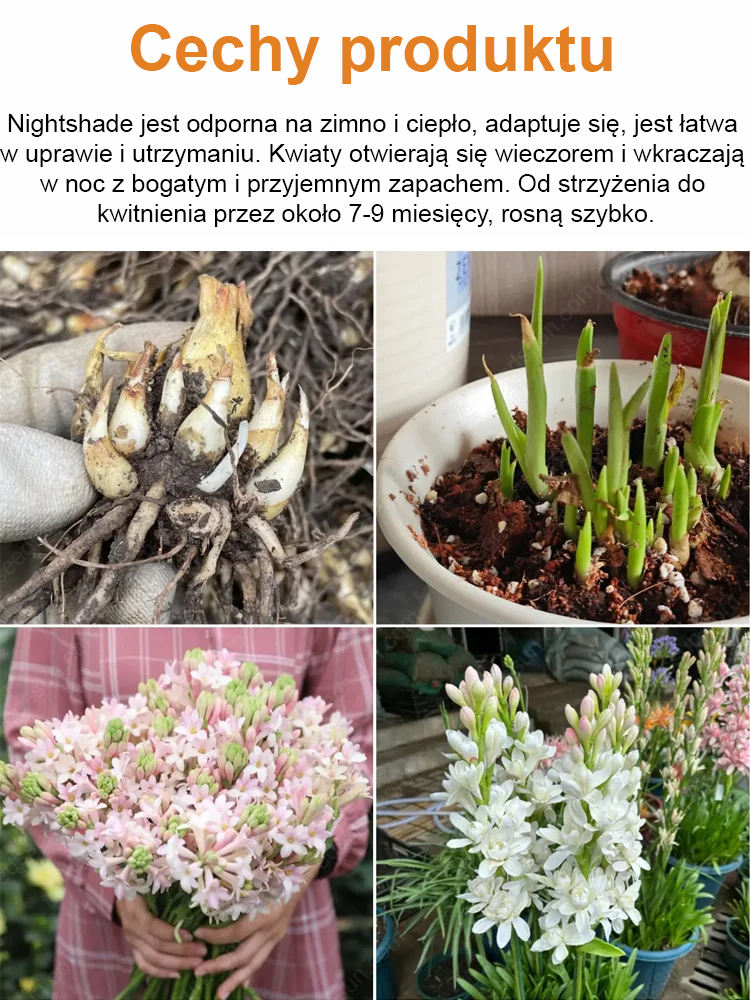 Magiczna Tuberoza Pachnąca Nocą - Zamień Ogród w Wymarzony Raj