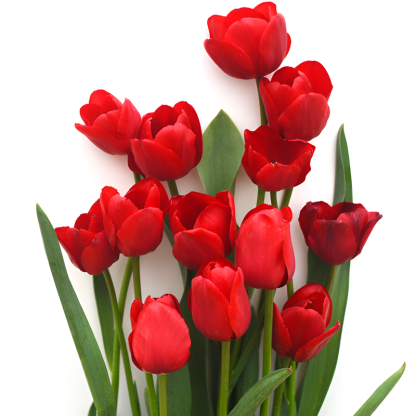 Tulipany hydroponiczne