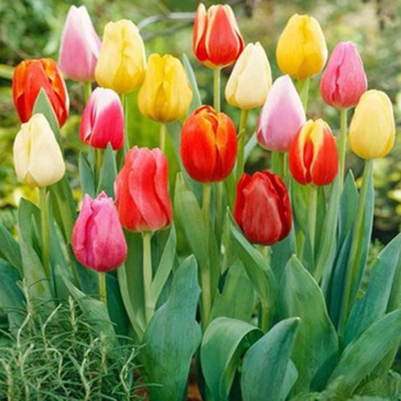 Tulipany hydroponiczne