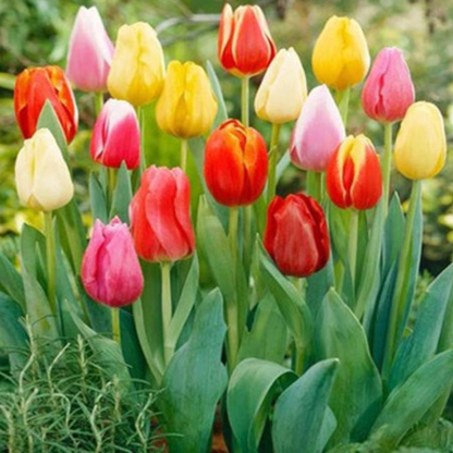 Tulipany hydroponiczne