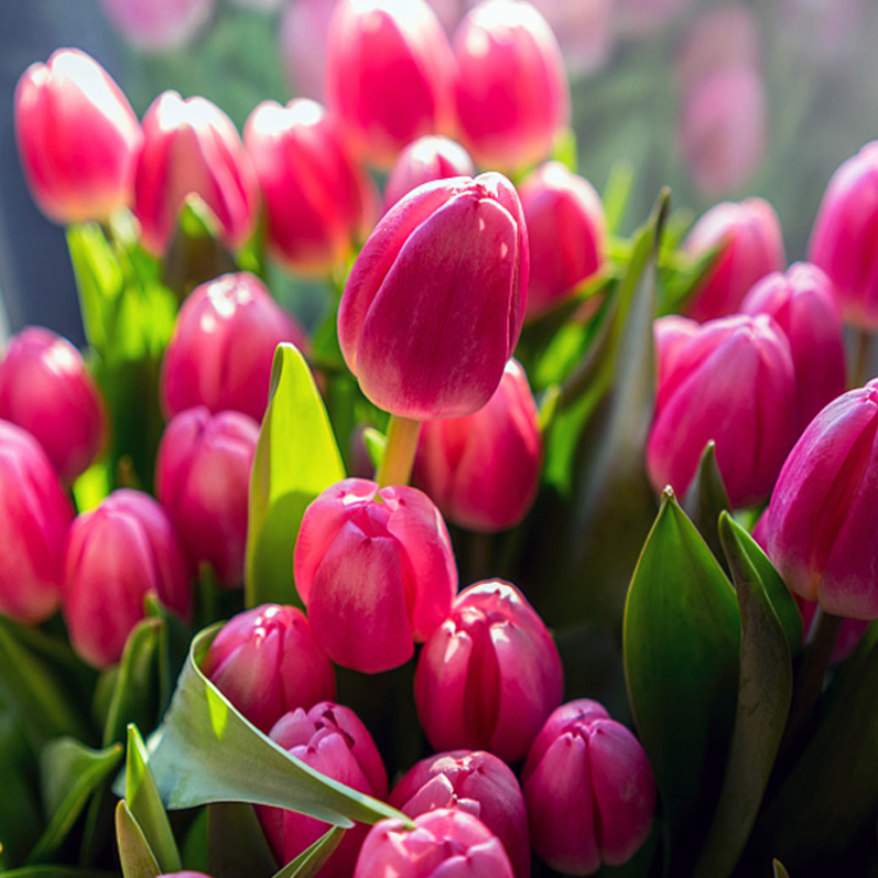 Tulipany hydroponiczne