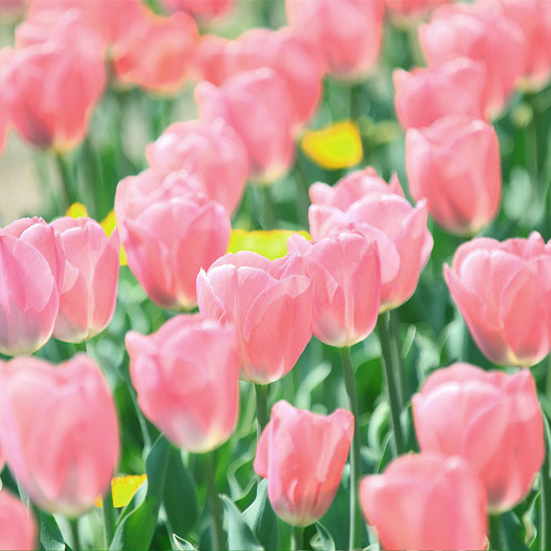 Tulipany hydroponiczne