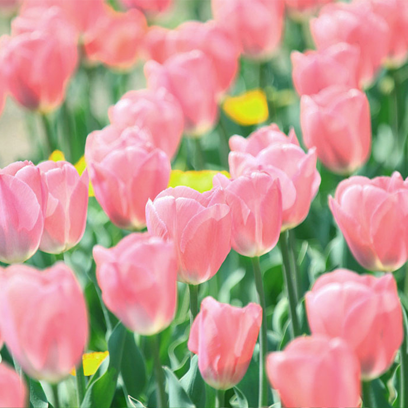 Tulipany hydroponiczne