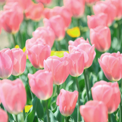 Tulipany hydroponiczne