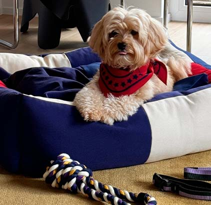 Pet supplies
