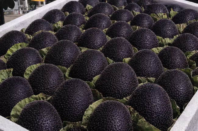 🥝Black Diamond Ruby kivi magok – Édes, tápanyagban gazdag és otthon is könnyen termeszthető