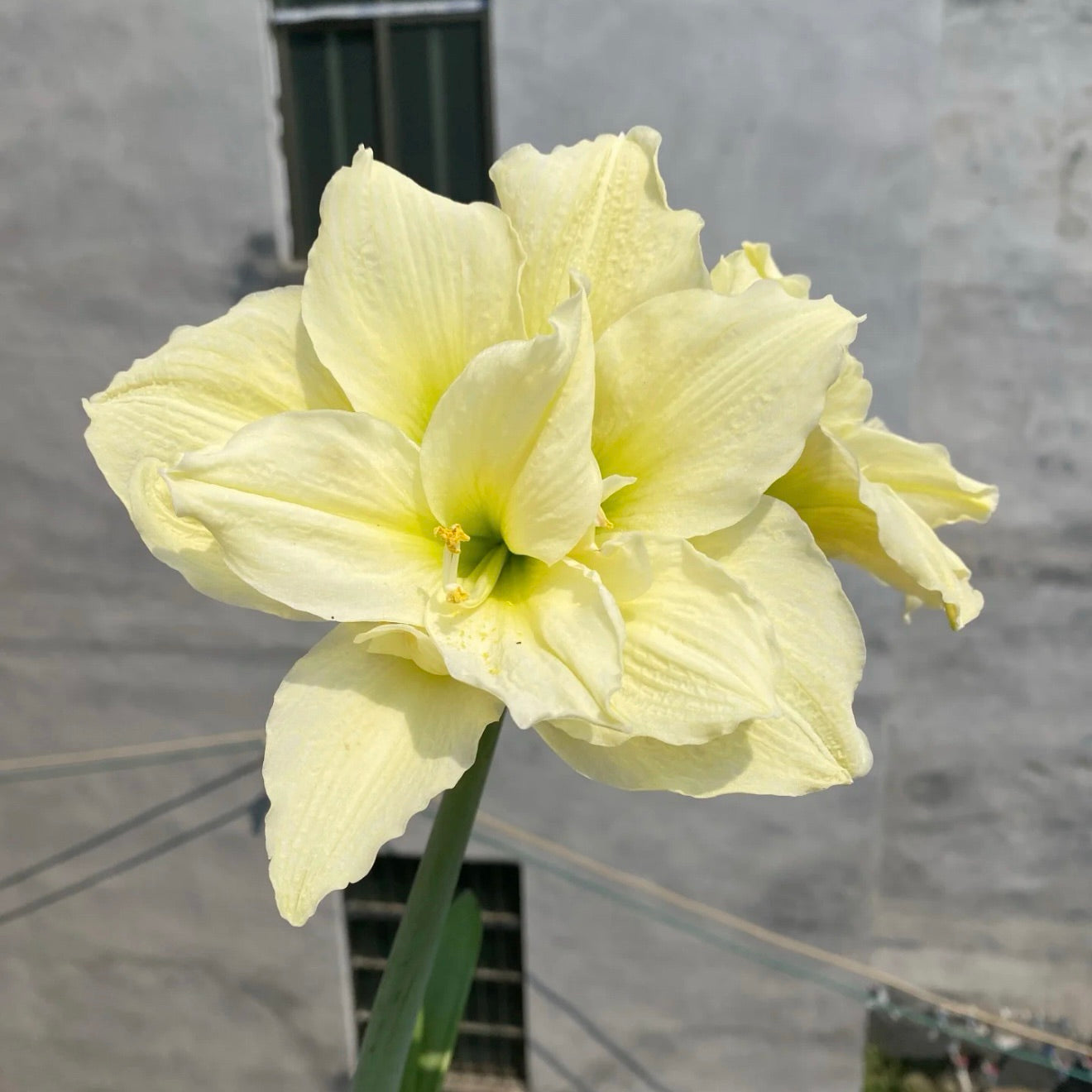 Dupla virágú amarillisz hagyma🌼