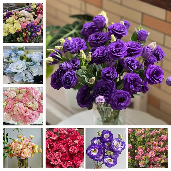 🔥🌸 Könnyen termeszthető lisianthus magok - beltéren és kültéren is virágozhat 🌿