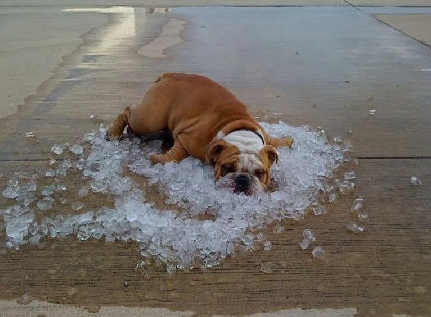 🌞Nyári akció🧊Prémium hűtőszőnyeg háziállatoknak 🐶