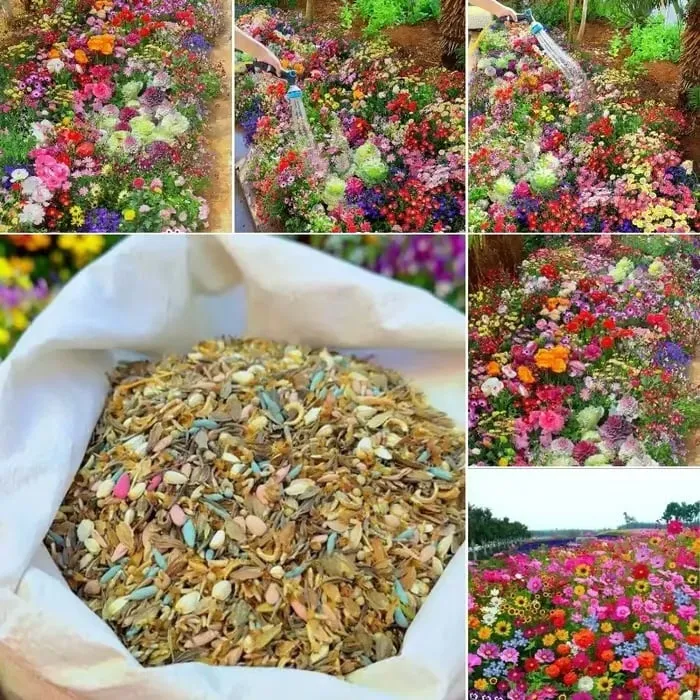 🌼 Vadvirágmagok - színes keverék, könnyen termeszthető a kertben és az udvaron 🌱 Több mint 10 000 csomag mag eladva 🏆🏆🏆