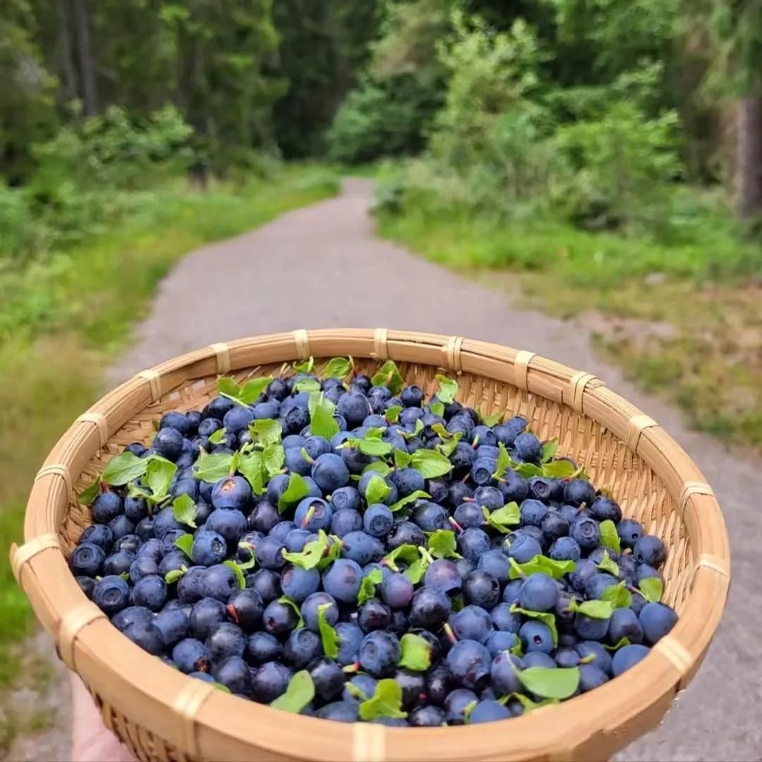 Óriás amerikai áfonya magok (50 darabos csomag)